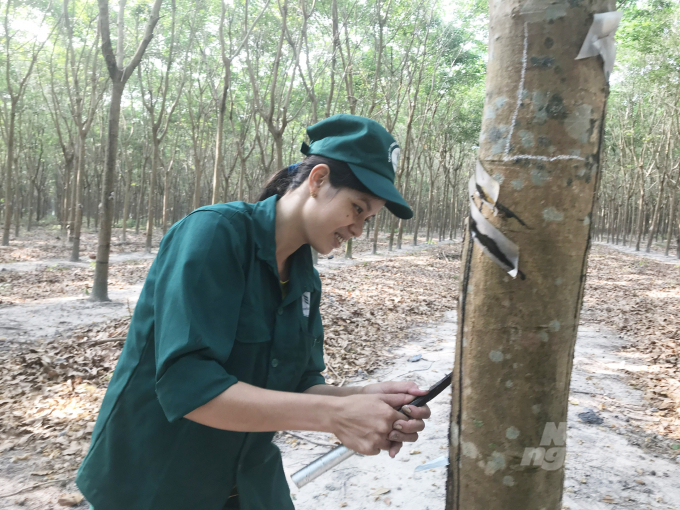 The pandemic significantly affected rubber production and other key fields of VRG. Photo: Thanh Son.