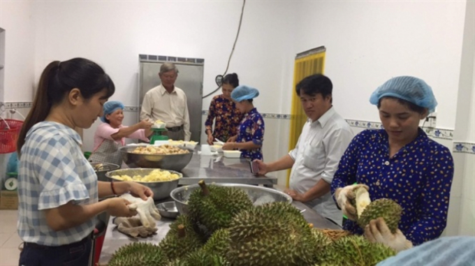Durian processing. Photo: PV.