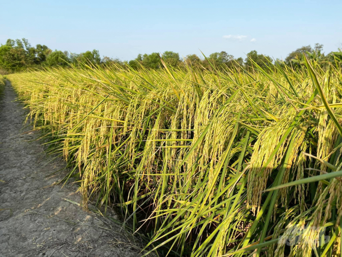 ST 25 fragrant rice field in Soc Trang. Photo: HQT.