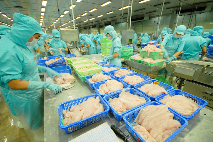 There are currently 10 pangasius businesses not subject to anti-dumping tax when exporting to the US. Photo: TL.