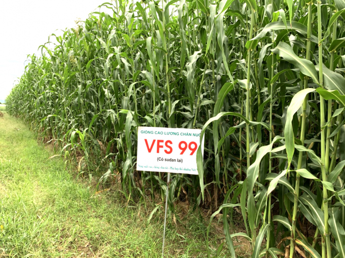 VFSS sorghum variety is also a very good choice for animal feed, the stems are sweet, soft, and have high nutritional content. Photo: NVS.