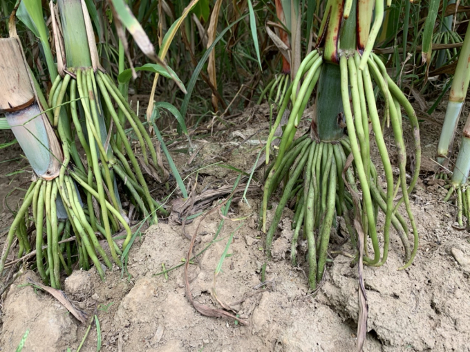 Two new varieties of sorghum with tripod roots, strong plants, very good fall resistance, are promising choices to develop as forage for grazing cattle in our country. Photo: NVS.