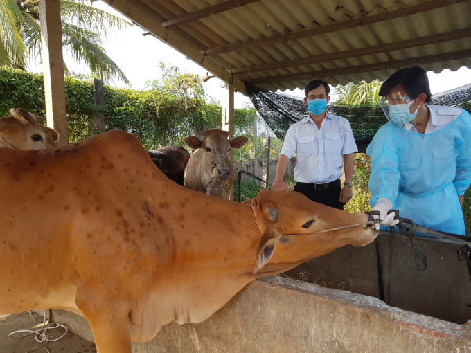 Tien Giang province authorities checking cows for lumpy skin disease. Photo: Minh Dam.