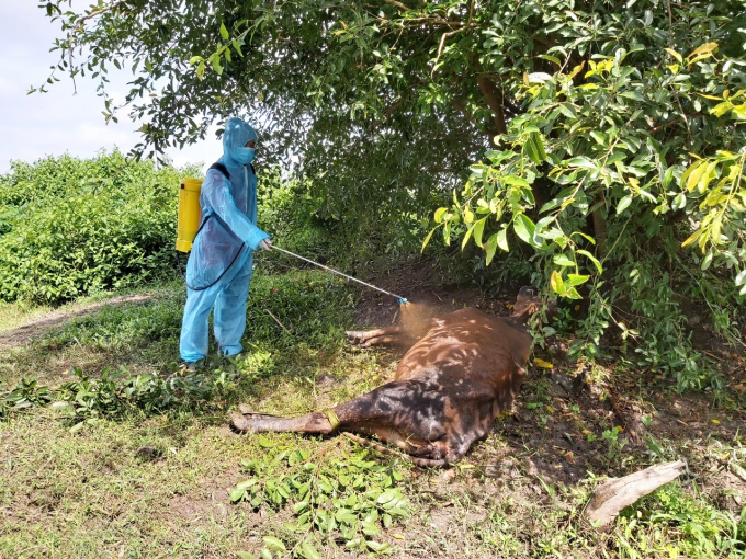 Tra Vinh province's functional department disinfecting and preparing to dispose of cows with LSD. Photo: Minh Dam.