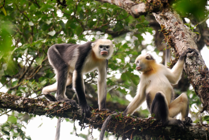 Snub-nosed langur living in the forests of Ha Giang province. Photo: Le Khac Quyet - FFI.