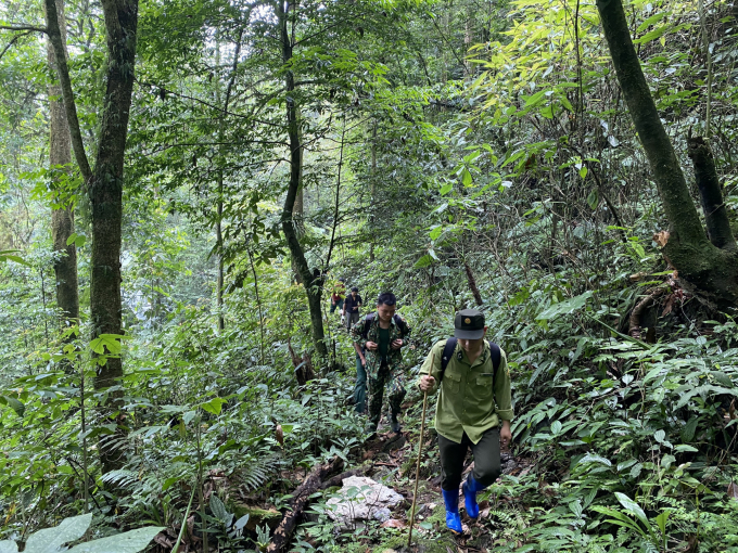 Quan Ba district forest ranger patrolling and cheking the number of snub-nosed langurs. Photo: FFI.