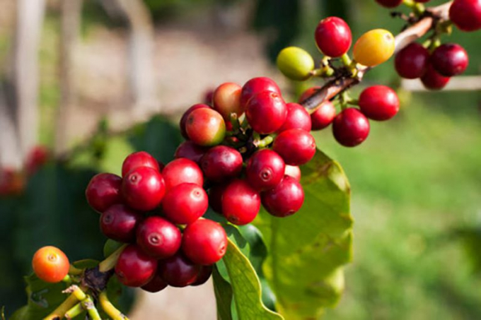 Arabica coffee price reaches its the highest average exporting to Thailand. Photo: TL.