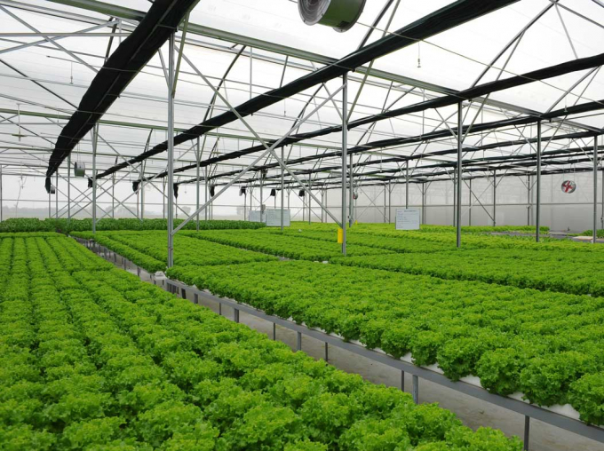 Hachi Company provides solutions for urban agriculture and irrigation using hydroponic farms.
