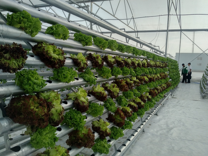 Italian lettuce growing A-frame in the reflux hydroponic vegetable zone at Vifarm is based on Israeli technology but has been improved to suit the actual conditions. Photo: Cao Nhat Anh Tu.