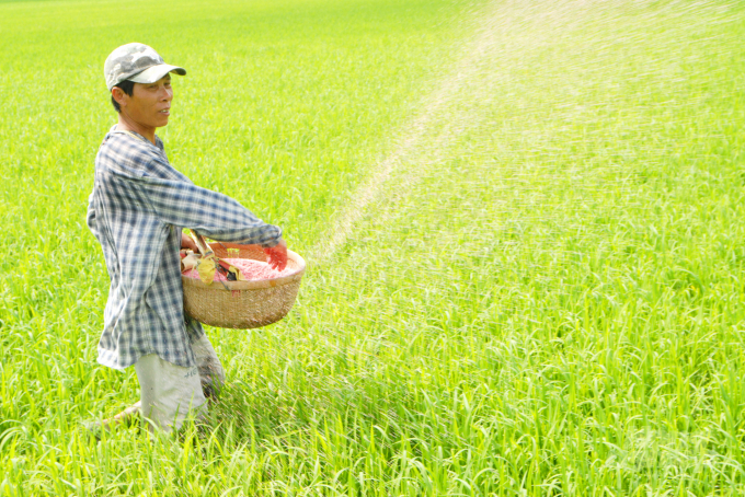 To reduce costs, many farmers switch to organic fertilizers for profit. Photo: Le Hoang Vu.