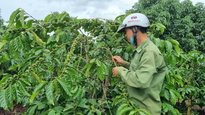 Increased fertilizer prices have affected coffee growers' profits. Photo: Tuan Anh.