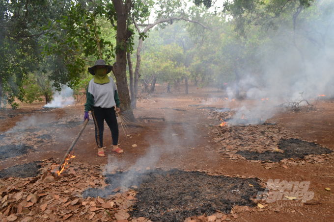 In the past, cashew farmers in Binh Phuoc often collected leaves and burned them, causing environmental pollution and soil degradation, affecting the growth, development and yield of cashew trees. Photo: Tran Trung.