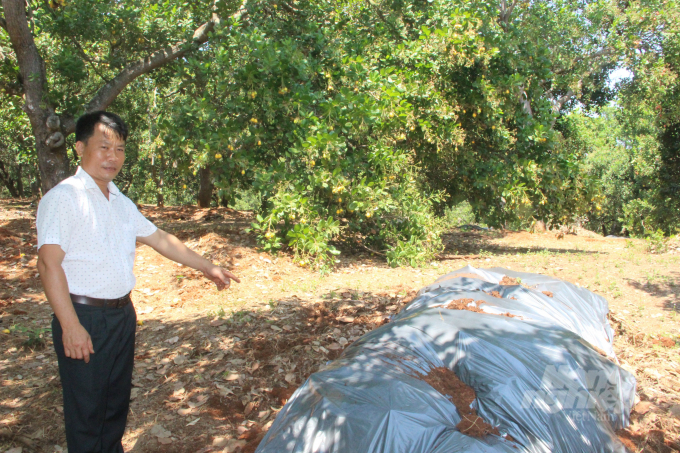 The composting cashew leaves as fertilizer using agricultural mulch model by Mr. Vu Van Tan. Photo: Tran Trung.
