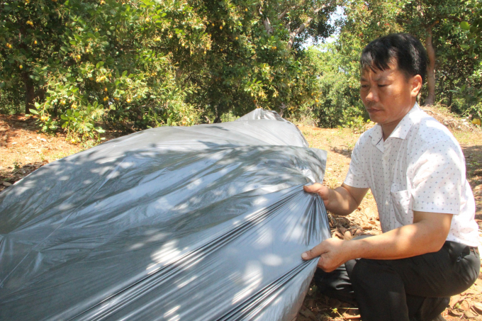 Application of agricultural mulch to compost rotting cashew leaves as manure, improving organic humus, increasing soil fertility. Photo: Tran Trung.