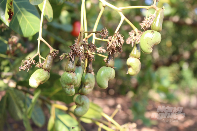 Agricultural mulch helps to increase productivity and income for cashew growers. Photo: Tran Trung.