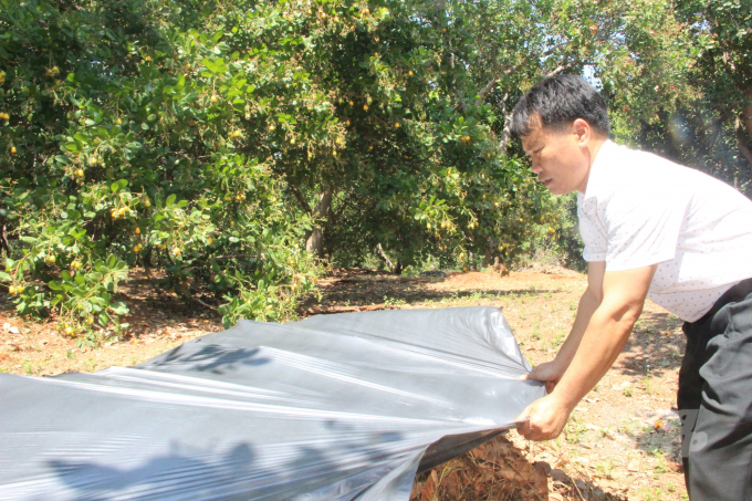 The introduction of agricultural mulch into cashew farming is an effective solution and is being replicated locally. Photo: Tran Trung.