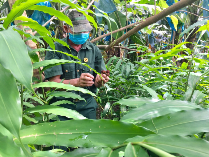 The fruit brings billions of dong annually for farmers in the highlands of Muong Khuong. Photo: T.L