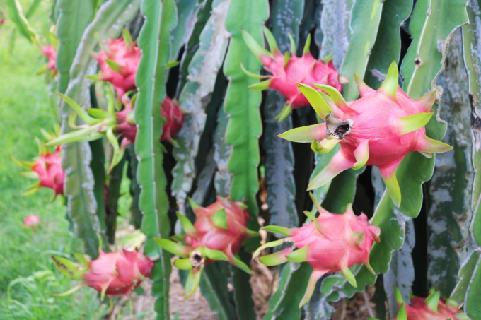 Binh Thuan province will stabilize the area of dragon fruit by 2025, at about 34,000 hectares. Photo: KS.