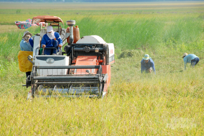 Can Tho farmers harvesting early winter-spring rice crops. Photo: Le Hoang Vu.