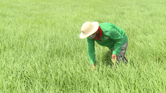 Agricultural production in the Mekong Delta still faces many problems. Photo: Hoang Anh.