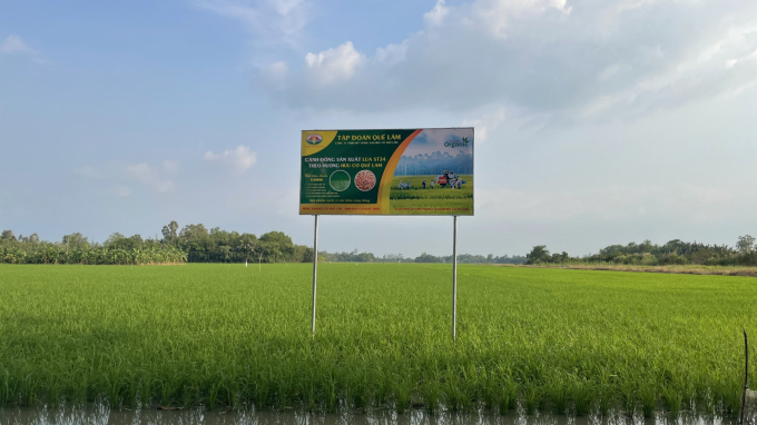 Organic farming models implemented by Que Lam Group are proving highly effective in the Mekong Delta. Photo: Hoang Anh.