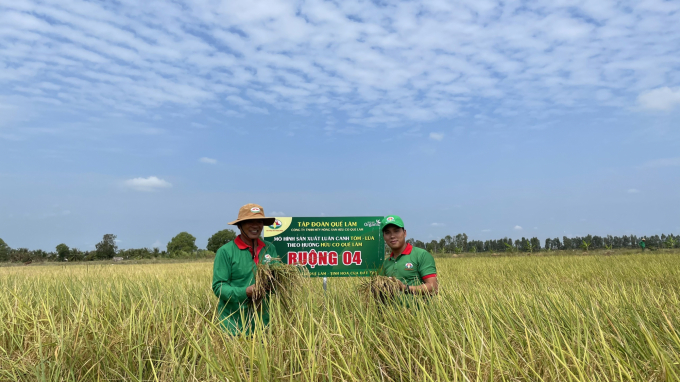 Model of organic production of rice - shrimp rotation by Que Lam Group in the Mekong Delta. Photo: Hoang Anh.