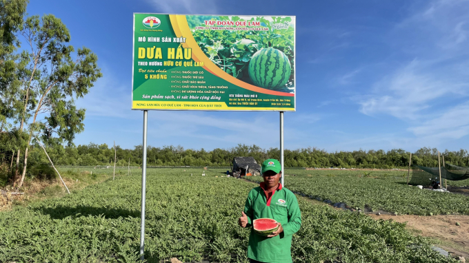 Organic watermelon cultivation in Soc Trang. Photo: Hoang Anh.