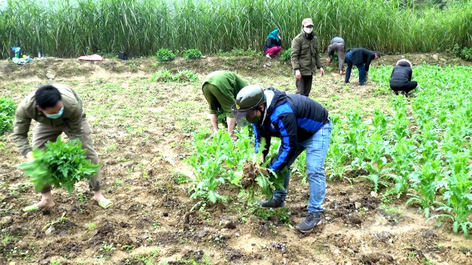 Ha Giang province's functional forces destroying a large amount of poppy plants grown in households. Photo: TL.