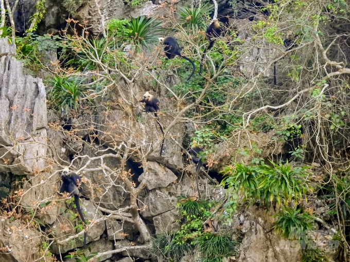 Theo Vườn quốc gia Cát Bà, vào những năm 60 của thế kỷ 19, số lượng đàn Voọc trên đảo lên đến vài nghìn con, tuy nhiên hiện tại số lượng Voọc đầu vàng (Voọc Cát Bà) trên đảo còn quá ít với trên 60 cá thể và được bảo vệ nghiêm ngặt từ năm 2000 đến nay. Ảnh: Huy Cầm. 