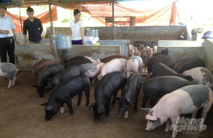 Cơ quan chức năng kiểm tra công tác tái đàn lợn tại quận Đồ Sơn. Ảnh: Đinh Mười.