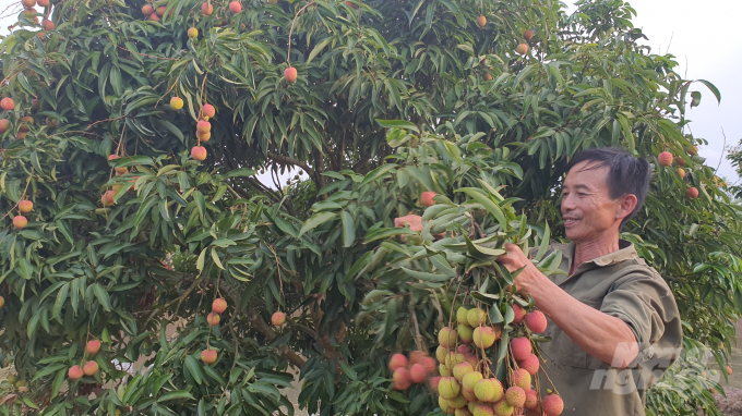 Ông Phan Văn Hiệu phấn khởi thu hoạch vải sớm. Ảnh: Đinh Mười.