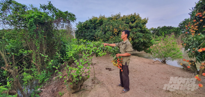 Ông Phan Văn Hiệu chỉ cho PV khu đất gia đình ông chuyển đổi để trồng vải, cho hiệu quả kinh tế cao. Ảnh: Đinh Mười.