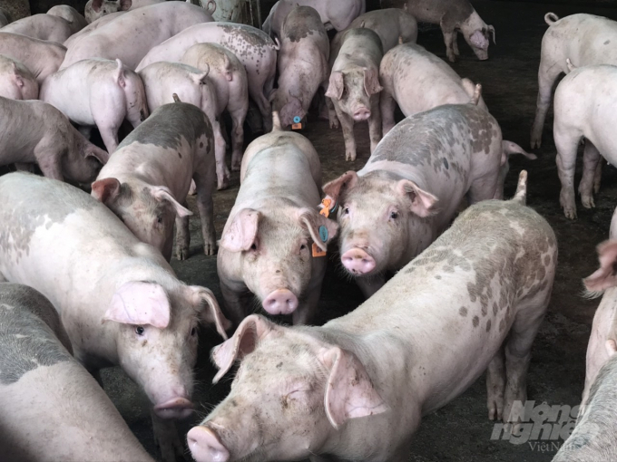 Việc tái đàn đang diễn ra chậm 1 phần do thiếu lợn nái và khan hiếm con giống. Ảnh: Viết Cường.