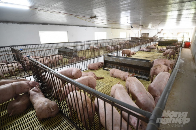 Hiện tại trang trại này đang cung cấp 200-300 con lợn giống cho thị trường trong 1 tháng và sẽ tăng gấp đôi trong vài tháng tới. Ảnh: Đinh Mười.