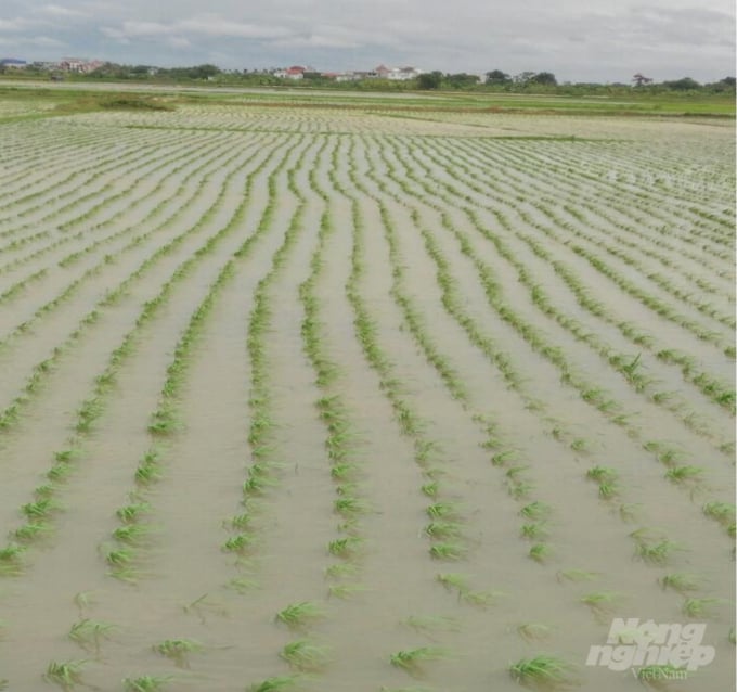 Lúa mới cấy có nguy cơ bị ngập tại xã Hoa Động, huyện Thủy Nguyên. Ảnh: NNVN.