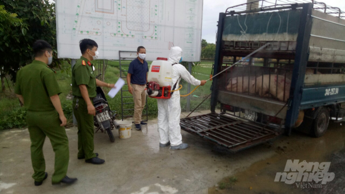 Xe chở lợn từ Hải Dương về Hải Phòng không có giấy kiểm dịch động vật bị lực lượng chức năng xử lí. Ảnh: Đinh Mười.