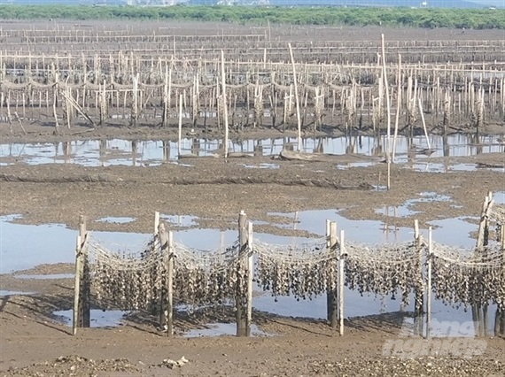 Nuôi hàu cho giá trị kinh tế cao ở Quảng Ninh. Ảnh: Văn Nguyễn.