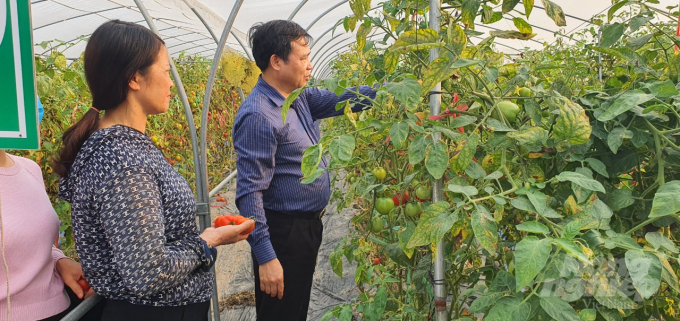 Mô hình trồng cà chua và rau sạch trong nhà kính tại huyện Kiến Thụy mang lại hiệu quả kinh tế cao. Ảnh: Đinh Mười.