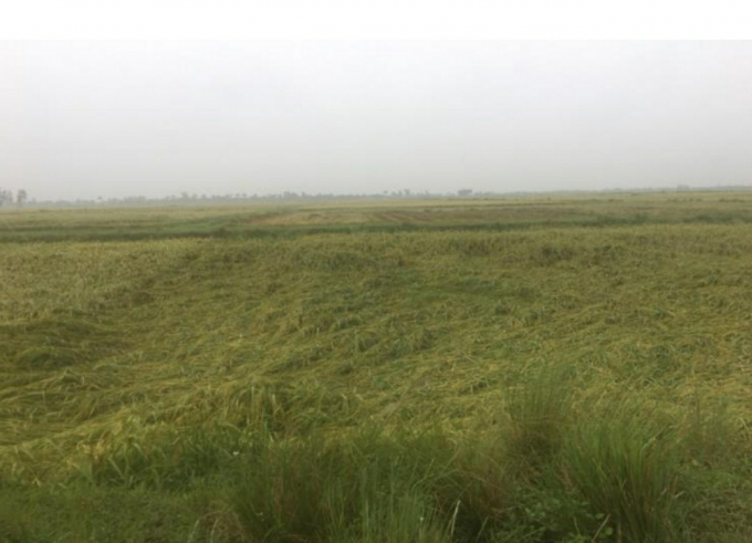 Hàng trăm ha lúa đang chuẩn bị thu hoạch tại Hải Phòng bị đổ rạp. Ảnh: CTV.