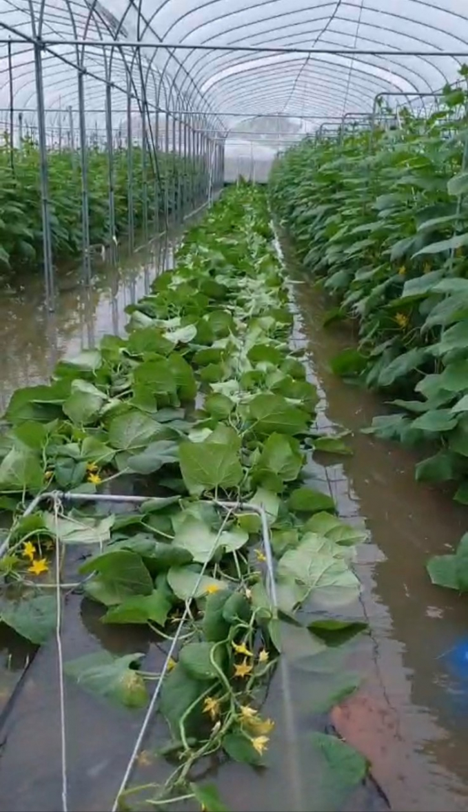 Hơn 35ha rau màu tại xã Tú Sơn, huyện Kiến Thụy bị ngập nước. Ảnh: CTV.