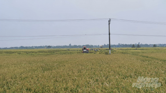 Một số địa phương tại huyện Vĩnh Bảo đã thu hoạch lúa mùa với năng suất đạt cao. Ảnh: Đinh Mười.