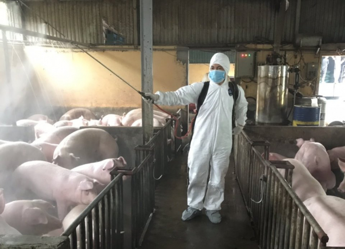A pig farm is disinfected as AWF among pigs is reported in dozen provinces nationwide. Photo: Dinh Muoi.