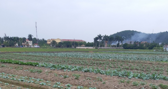 Hải Phòng đặt ra mục tiêu gieo trồng cây rau màu vụ Đông Xuân 2021 đạt 8.500ha. Ảnh: Đinh Mười.