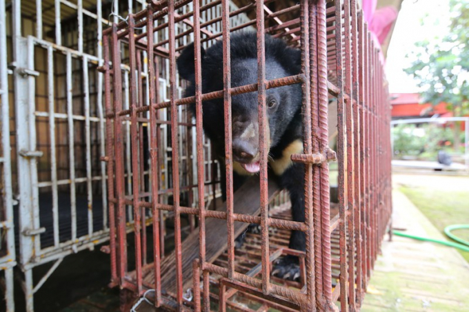 Cá thể gấu đã được chủ nuôi chuyển về cơ sở bảo tồn gấu Ninh Bình. Ảnh: FOUR PAWS.