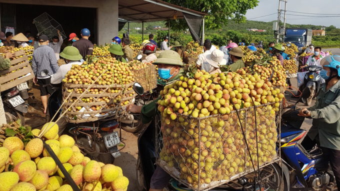 Việc tiêu thụ vải thiều tại Bắc Giang bị ảnh hưởng bởi dịch Covid-19. Ảnh: BBG.