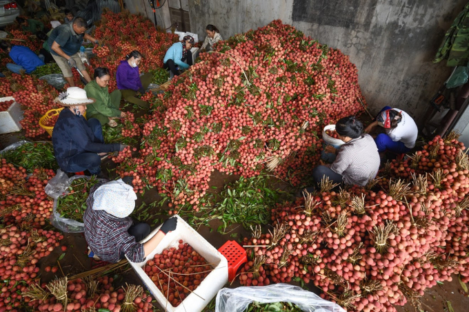 Vải thiều Bắc Giang được thực hiện các quy trình nghiêm ngặt trước khi xuất khẩu sang Nhật Bản. Ảnh: DT.