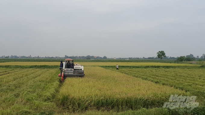 Khoảng 15ha lúa xuân tại huyện Vĩnh Bảo đã đến kỳ thu hoạch bị đổ do ảnh hưởng bão số 2. Ảnh: Đinh Mười.