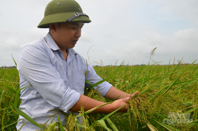 Nhiều giống lúa có gạo được giải ngon nhất thế giới những đưa về Việt Nam trồng đều không cho chất lượng đạt yêu cầu. Ảnh: Dương Đình Tường.