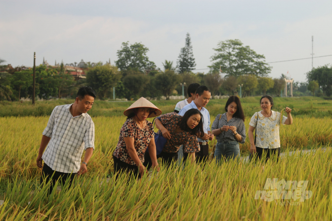 Các doanh nghiệp, nhà khoa học và lãnh đạo địa phương, cùng người dân xã Ngũ Phúc kiểm tra năng suất lúa vụ trồng thử nghiệm đầu tiên. Ảnh: Đinh Mười.
