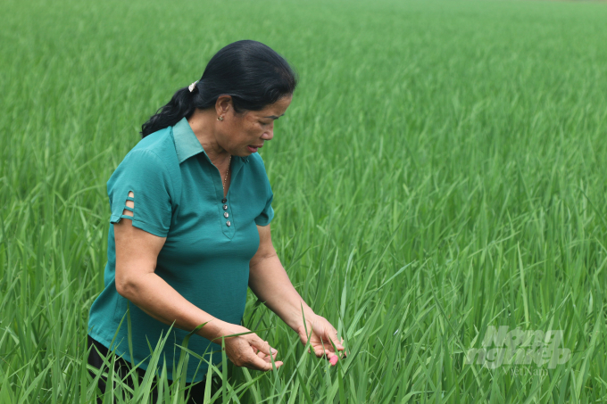 Bà Phạm Thị Dung, trưởng thôn Xuân Chiếng, xã Ngũ Phúc lo lắng cho hơn 75 ha lúa mùa của thôn đang làm đòng có thể bị ảnh hưởng do bão số 5. Ảnh: Đinh Mười.